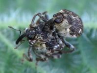 Nedyus quadrimaculatus, Brennessel-Rüssler