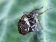 Nedyus quadrimaculatus, Brennessel-Rüssler