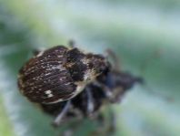 Nedyus quadrimaculatus, Brennessel-Rüssler