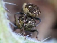 Nedyus quadrimaculatus, Brennessel-Rüssler