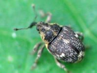 Nedyus quadrimaculatus, Brennessel-Rüssler