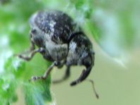 Nedyus quadrimaculatus, Brennessel-Rüssler
