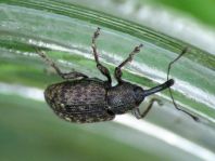 Notaris scirpi