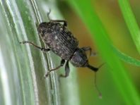 Notaris scirpi