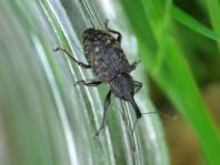 Notaris scirpi