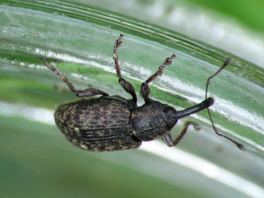 Notaris scirpi