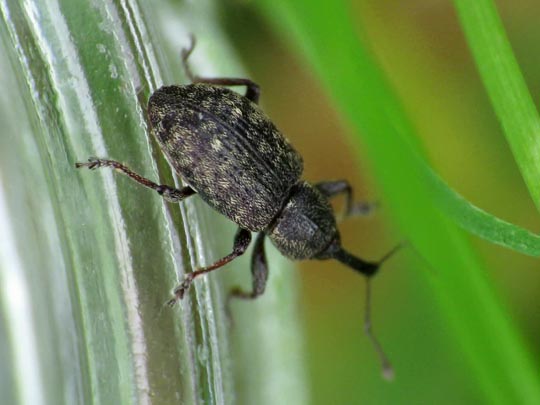 Notaris scirpi