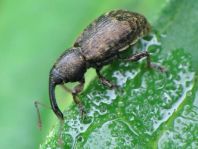 Notaris sp.