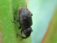 Notaris sp.