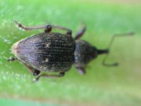 Notaris sp.