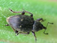 Notaris sp.