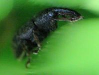 Notaris acridulus