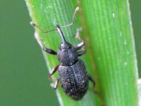 Notaris acridulus