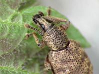 Otiorhynchus singularis
