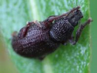 Otiorhynchus ovatus, Erdbeerwurzelrüsselkäfer