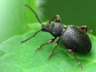 Otiorhynchus ovatus, Erdbeerwurzelrüsselkäfer