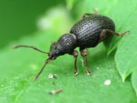 Otiorhynchus ovatus, Erdbeerwurzelrüsselkäfer