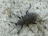 Otiorhynchus ligustici