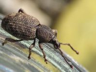 Otiorhynchus singularis