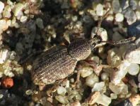 Otiorhynchus singularis