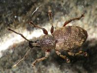 Otiorhynchus singularis