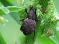 Otiorhynchus raucus