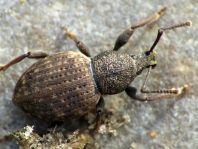 Otiorhynchus raucus