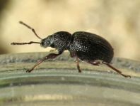 Otiorhynchus ovatus, Erdbeerwurzelrüsselkäfer