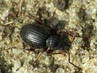Otiorhynchus ovatus, Erdbeerwurzelrüsselkäfer