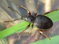 Otiorhynchus ovatus, Erdbeerwurzelrüsselkäfer