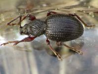 Otiorhynchus ovatus, Erdbeerwurzelrüsselkäfer