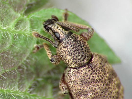 Otiorhynchus singularis