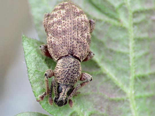Otiorhynchus singularis