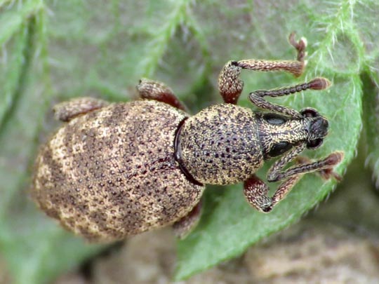 Otiorhynchus singularis