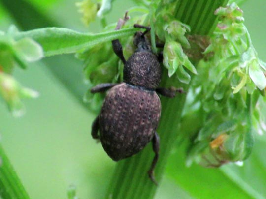 Otiorhynchus raucus