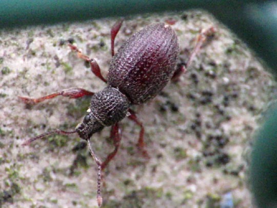 Otiorhynchus ovatus, Erdbeerwurzelrüsselkäfer