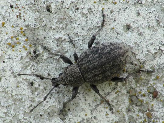 Otiorhynchus ligustici