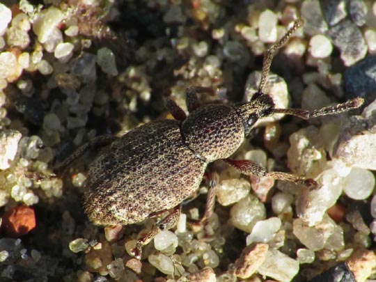 Otiorhynchus singularis