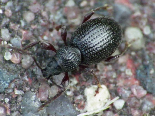 Otiorhynchus ovatus, Erdbeerwurzelrüsselkäfer
