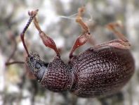Otiorhynchus ovatus, Erdbeerwurzelrüsselkäfer