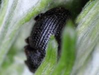 Otiorhynchus ovatus, Erdbeerwurzelrüsselkäfer
