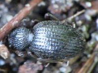 Otiorhynchus ovatus, Erdbeerwurzelrüsselkäfer
