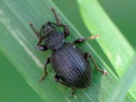 Otiorhynchus ovatus, Erdbeerwurzelrüsselkäfer