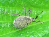 Parethelcus pollinarius