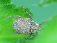 Parethelcus pollinarius