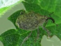 Parethelcus pollinarius