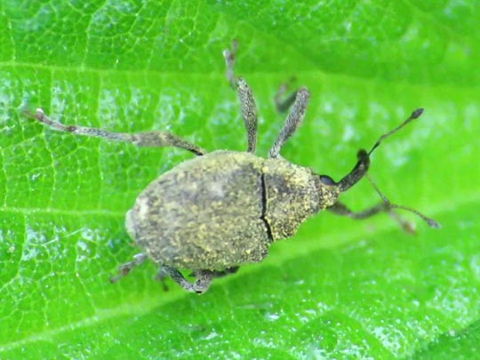 Parethelcus pollinarius