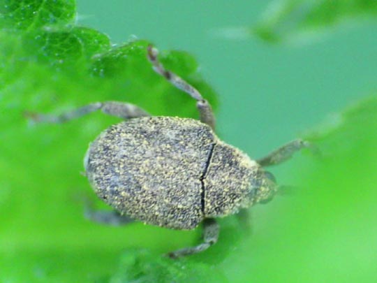 Parethelcus pollinarius