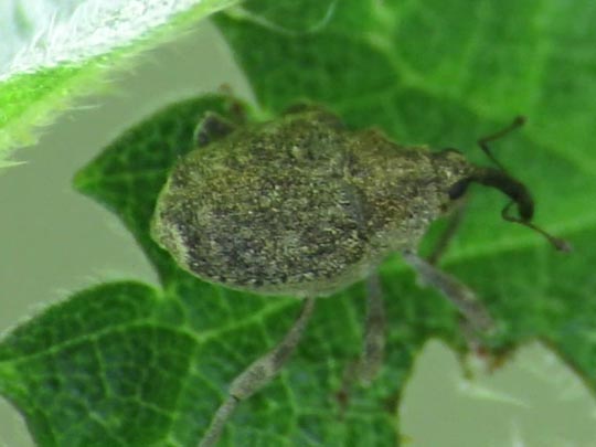Parethelcus pollinarius