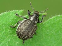 Philopedon plagiatus
